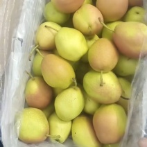红香酥梨大量有货价格便宜