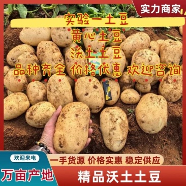 精品襄阳万亩土豆沃土实验一黄心量大优惠产地直发