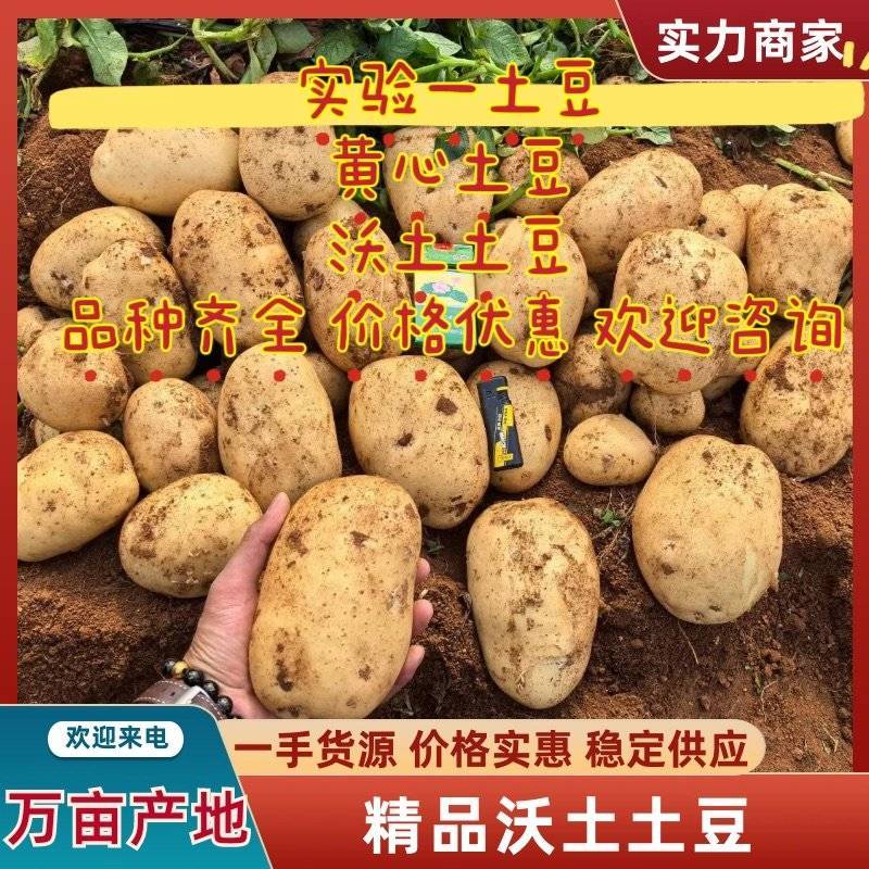精品襄阳万亩土豆沃土实验一黄心量大优惠产地直发