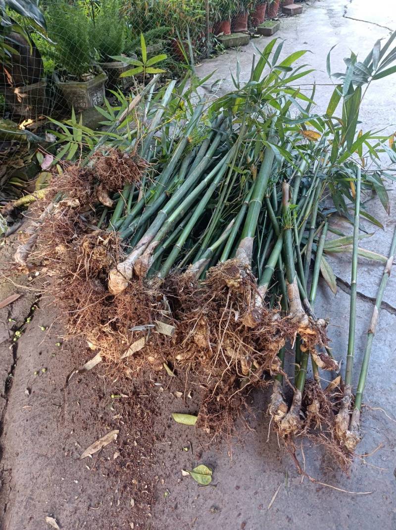 巨黄竹种苗：经林业部门侧试认可的正宗巨黄竹，售后无忧