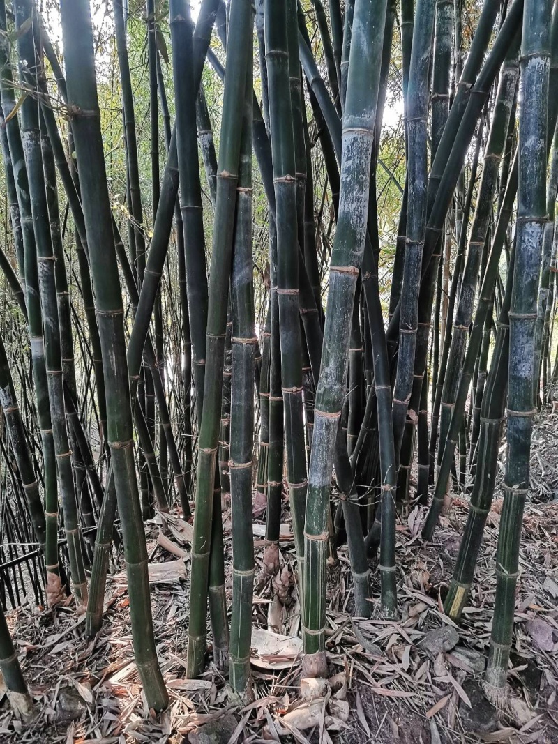巨黄竹种苗：经林业部门侧试认可的正宗巨黄竹，售后无忧