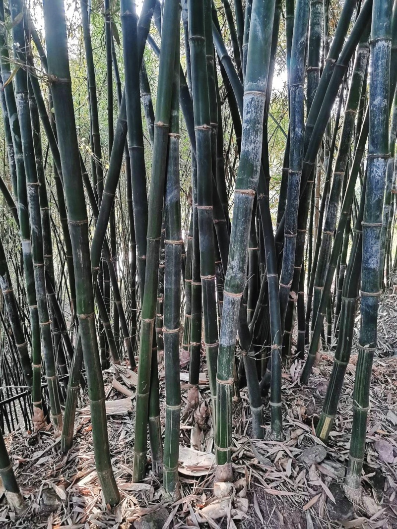 巨黄竹种苗：经林业部门侧试认可的正宗巨黄竹，售后无忧