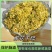 宠物零食菜花干大量有货营养健康***支持在线下单