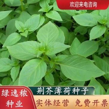 大叶荆芥薄荷种子猫薄荷美国薄荷大叶荆芥种子野菜荆芥种籽