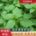 大叶荆芥薄荷种子猫薄荷美国薄荷大叶荆芥种子野菜荆芥种籽
