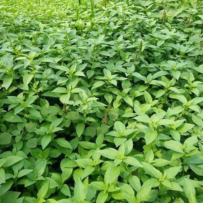 大叶荆芥薄荷种子猫薄荷美国薄荷大叶荆芥种子野菜荆芥种籽