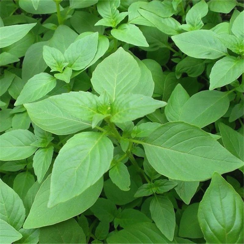 大叶荆芥薄荷种子猫薄荷美国薄荷大叶荆芥种子野菜荆芥种籽