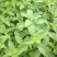 大叶荆芥薄荷种子猫薄荷美国薄荷大叶荆芥种子野菜荆芥种籽
