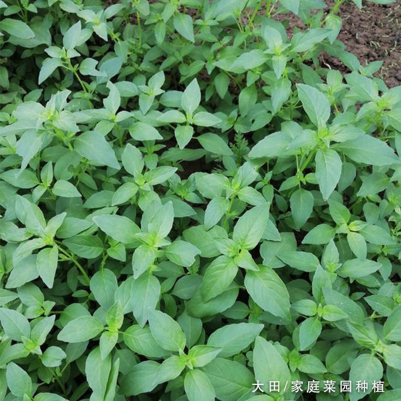 大叶荆芥薄荷种子猫薄荷美国薄荷大叶荆芥种子野菜荆芥种籽