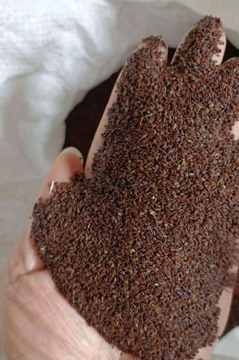大叶荆芥薄荷种子猫薄荷美国薄荷大叶荆芥种子野菜荆芥种籽