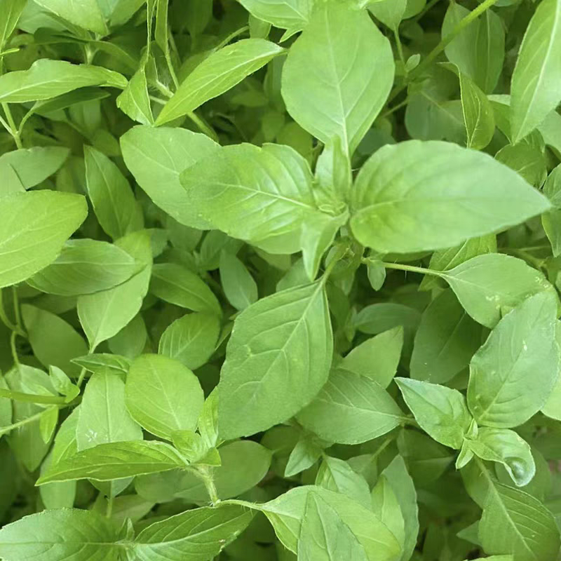 大叶荆芥薄荷种子猫薄荷美国薄荷大叶荆芥种子野菜荆芥种籽