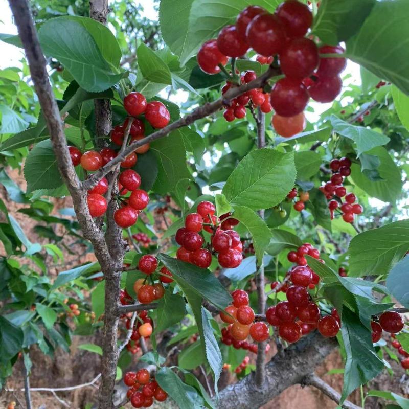 攀枝花小樱桃