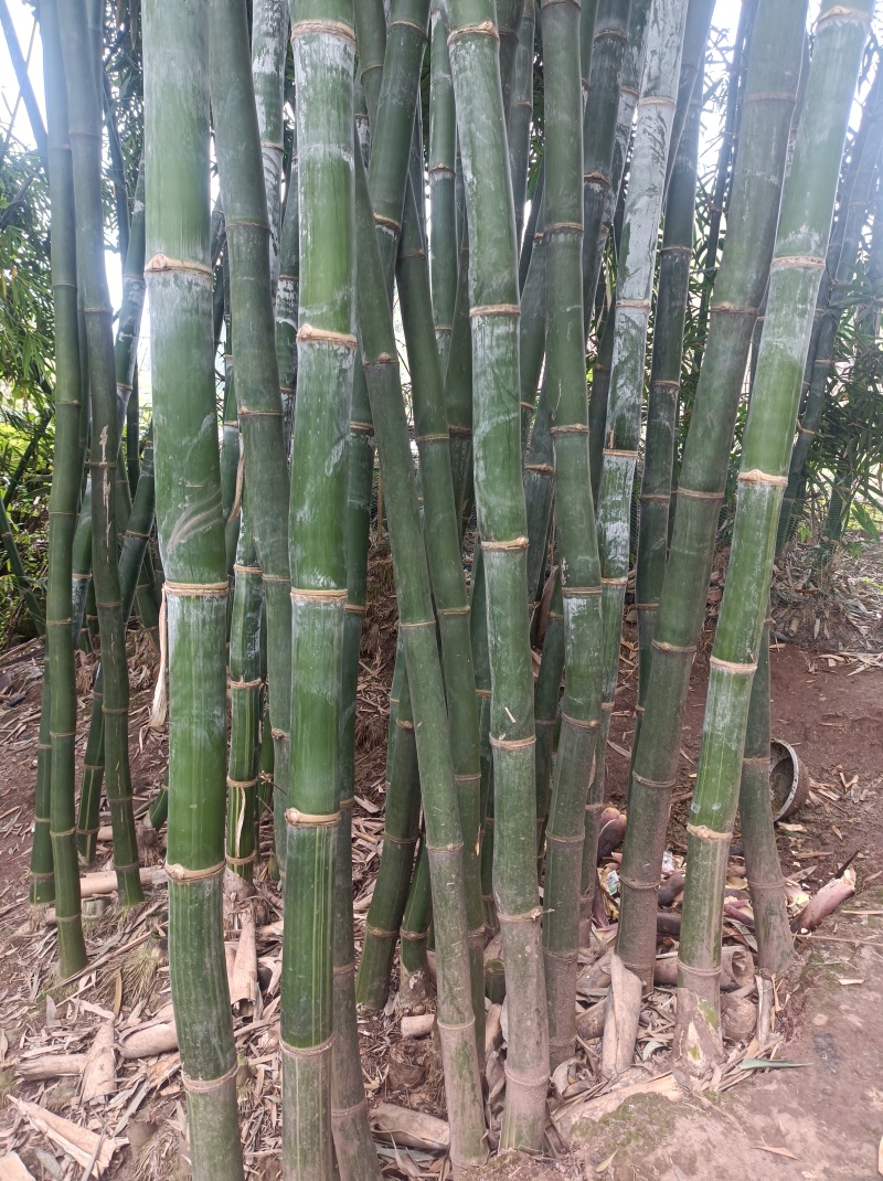 巨黄竹种苗：经林业部门侧试认可的正宗巨黄竹，售后无忧