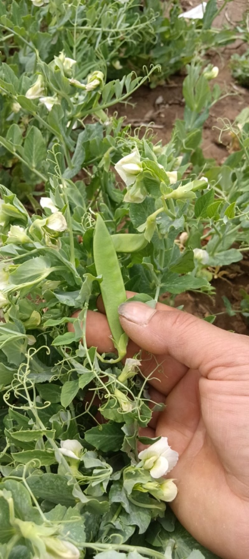 豌豆，水果豌豆