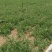 豌豆，水果豌豆