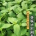 大叶荆芥薄荷种子猫薄荷美国薄荷大叶荆芥种子野菜荆芥种籽