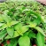 大叶荆芥薄荷种子猫薄荷美国薄荷大叶荆芥种子野菜荆芥种籽