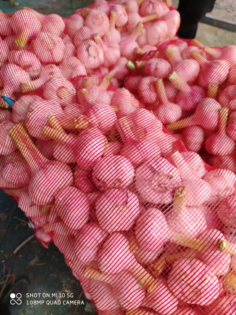 扒皮大蒜