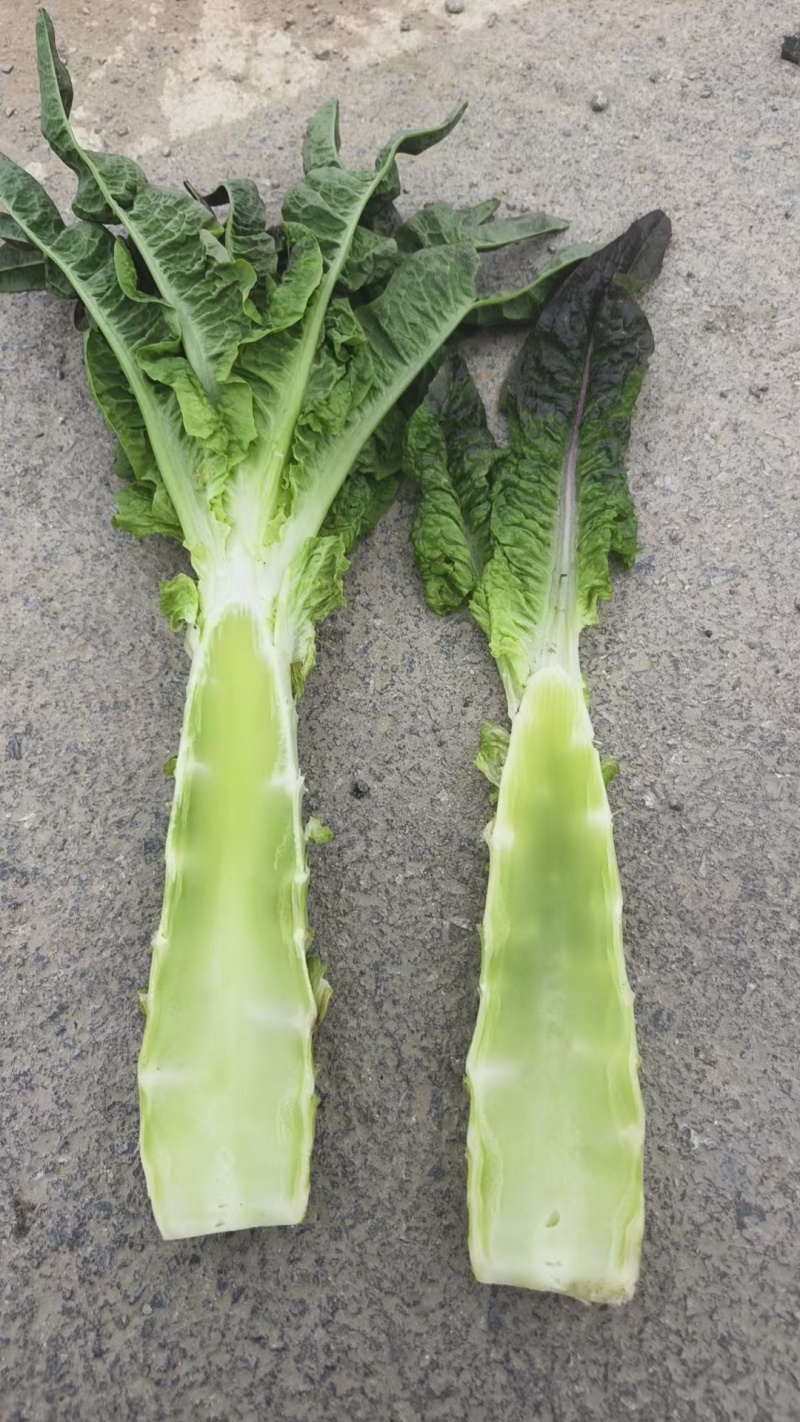 湖北红叶莴笋大量有货