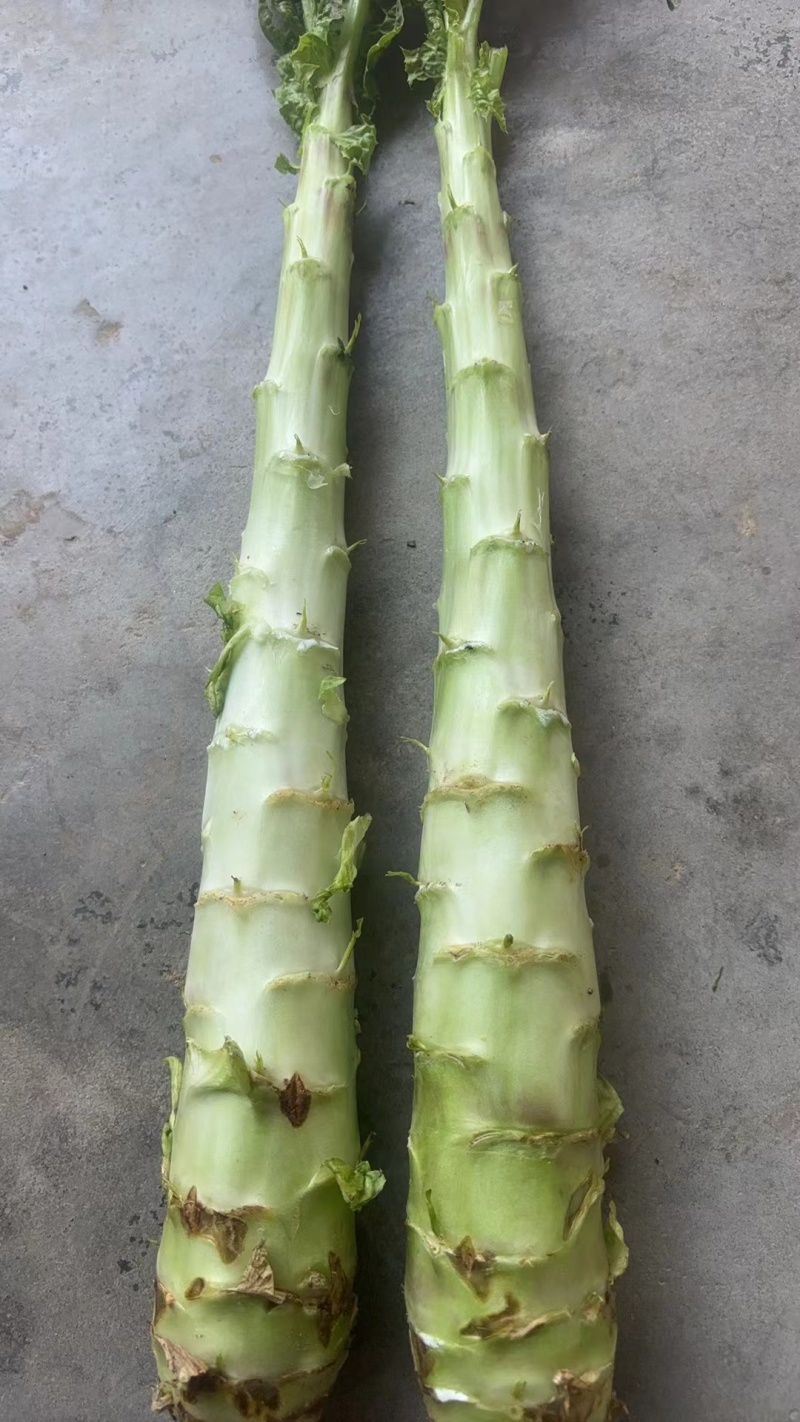 湖北红叶莴笋大量有货