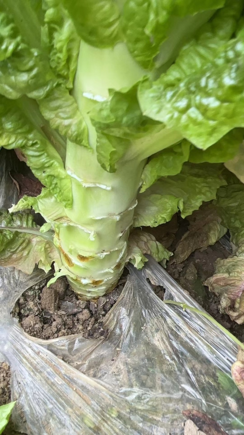 湖北红叶莴笋大量有货