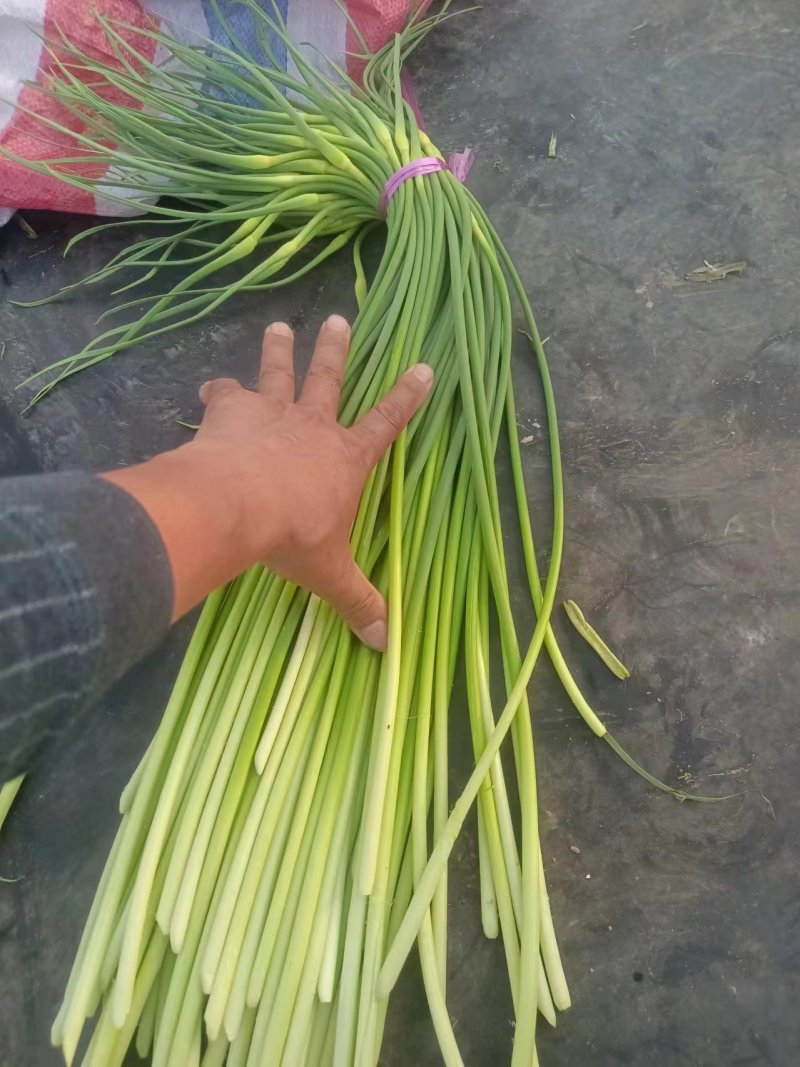 山东蒜苔白帽蒜薹，大量供应，代发全国欢迎各位老板合作共赢