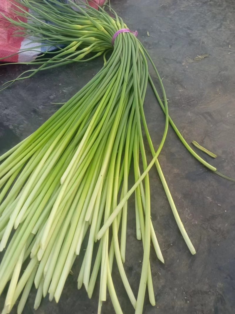 山东蒜苔白帽蒜薹，大量供应，代发全国欢迎各位老板合作共赢