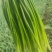 山东蒜苔白帽蒜薹，大量供应，代发全国欢迎各位老板合作共赢
