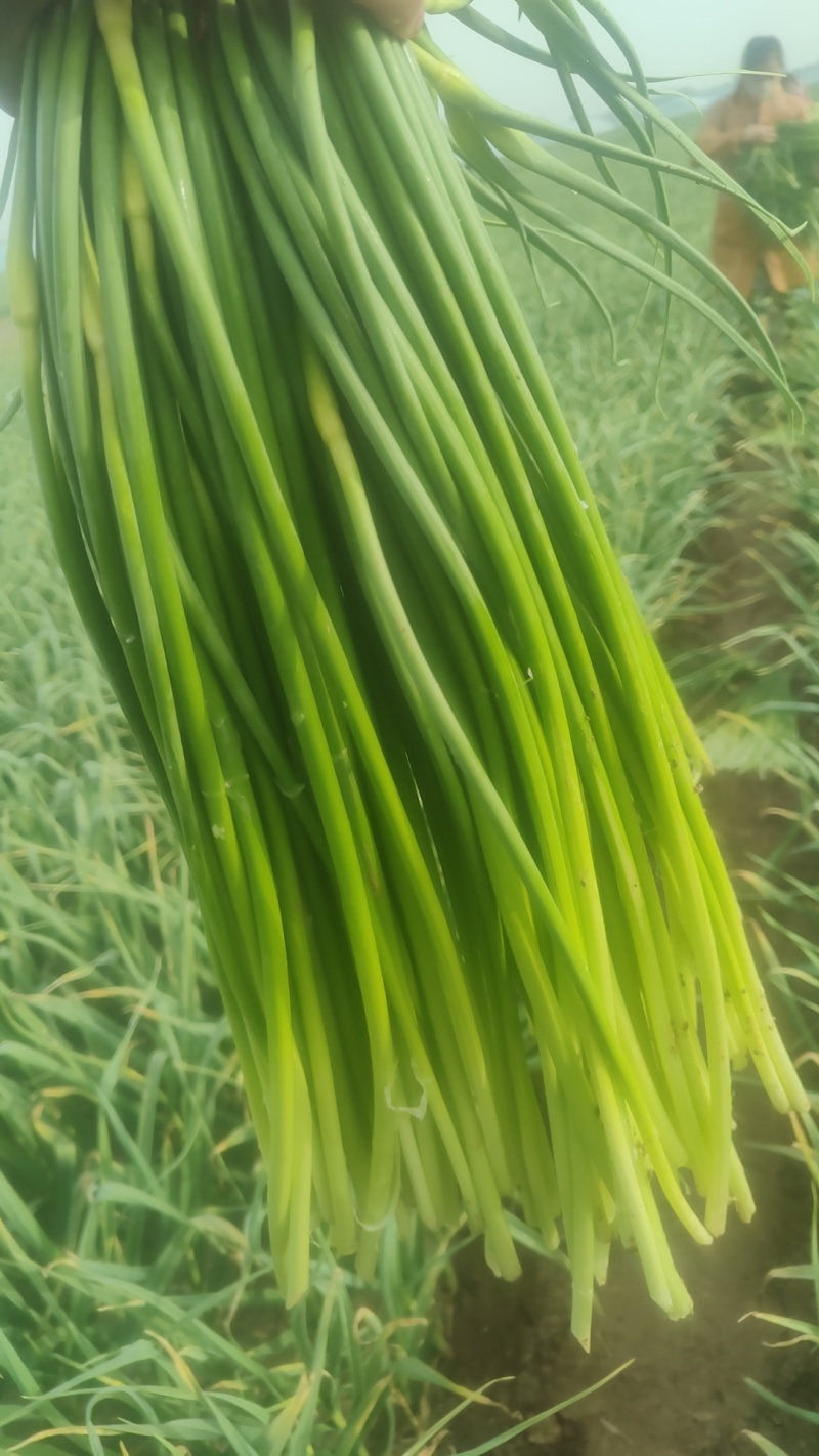 山东蒜苔白帽蒜薹，大量供应，代发全国欢迎各位老板合作共赢