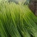 山东蒜苔白帽蒜薹，大量供应，代发全国欢迎各位老板合作共赢