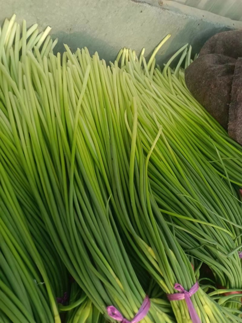 山东蒜苔白帽蒜薹，大量供应，代发全国欢迎各位老板合作共赢