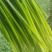 山东蒜苔白帽蒜薹，大量供应，代发全国欢迎各位老板合作共赢