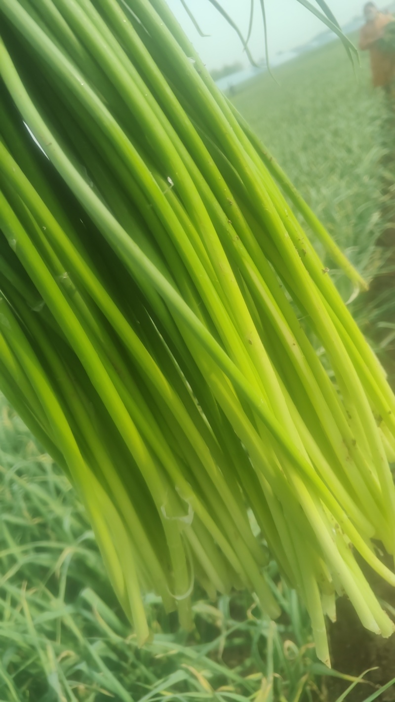 山东蒜苔白帽蒜薹，大量供应，代发全国欢迎各位老板合作共赢