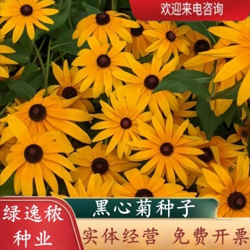 黑心菊种子四季易播种景观绿化庭院耐旱耐寒花草籽金光菊种子