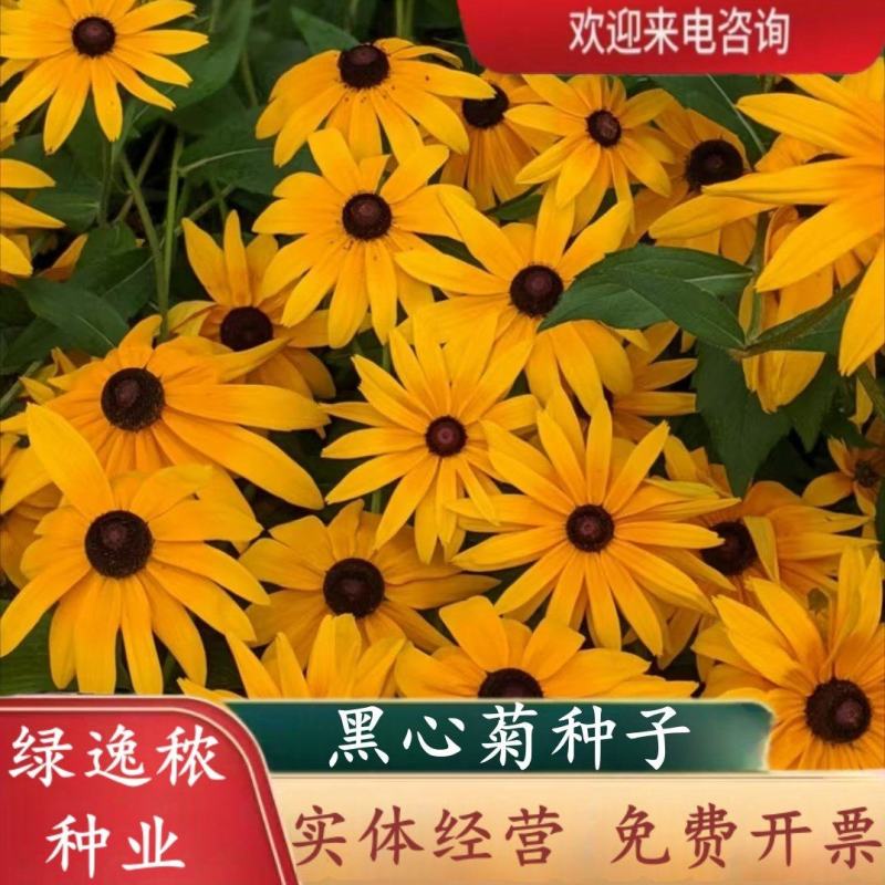 黑心菊种子四季易播种景观绿化庭院耐旱耐寒花草籽金光菊种子