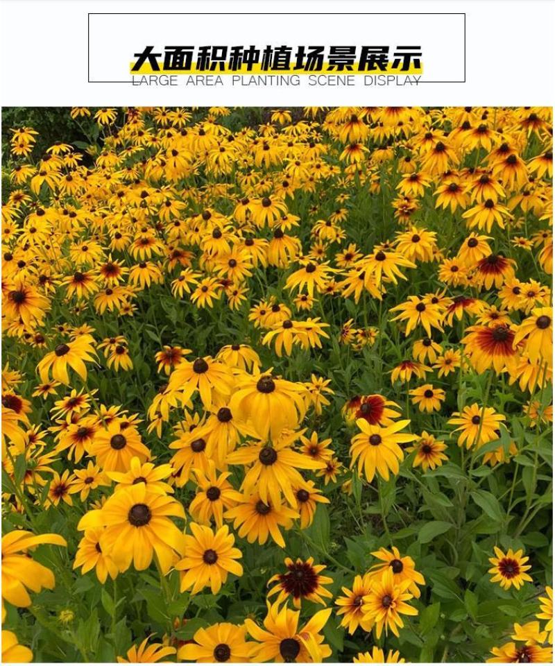 黑心菊种子四季易播种景观绿化庭院耐旱耐寒花草籽金光菊种子