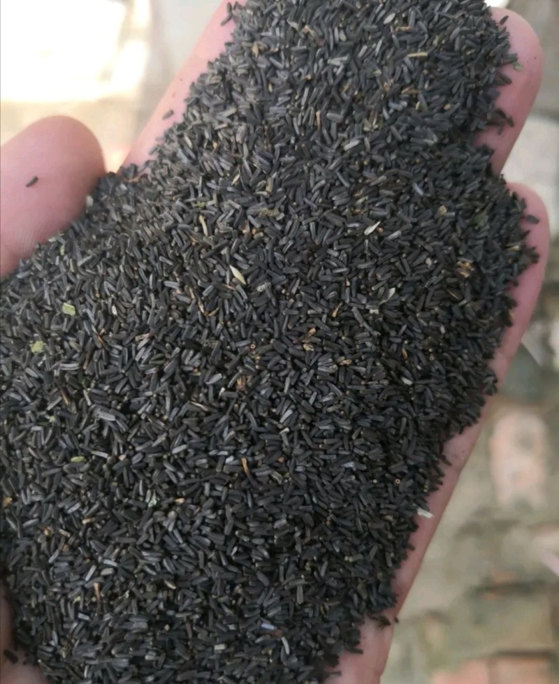 黑心菊种子四季易播种景观绿化庭院耐旱耐寒花草籽金光菊种子