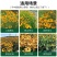 黑心菊种子四季易播种景观绿化庭院耐旱耐寒花草籽金光菊种子