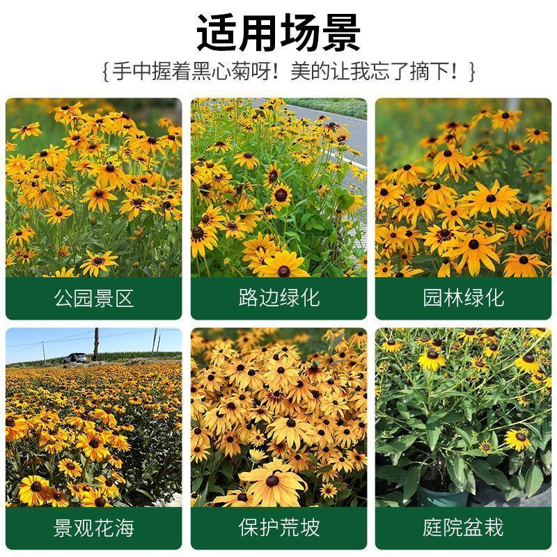 黑心菊种子四季易播种景观绿化庭院耐旱耐寒花草籽金光菊种子
