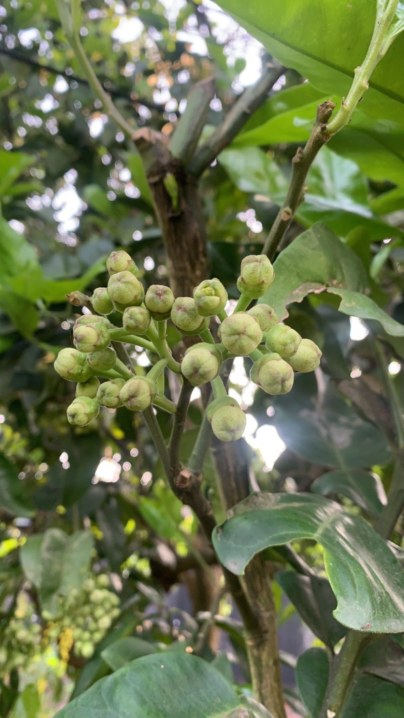 柚子花.新鲜采摘有量.需要的老板联系我。