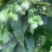 柚子花.新鲜采摘有量.需要的老板联系我。