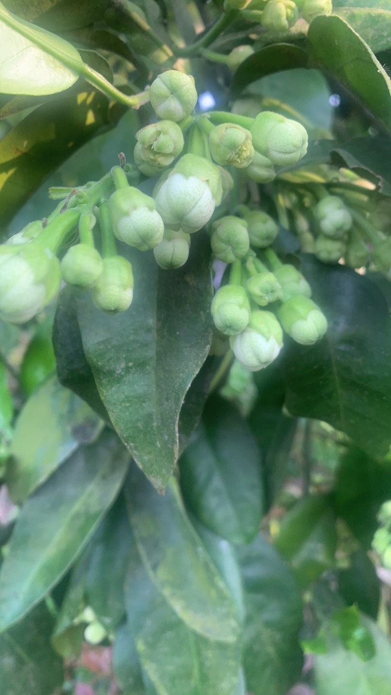 柚子花.新鲜采摘有量.需要的老板联系我。
