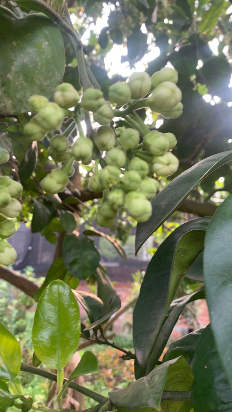 柚子花.新鲜采摘有量.需要的老板联系我。