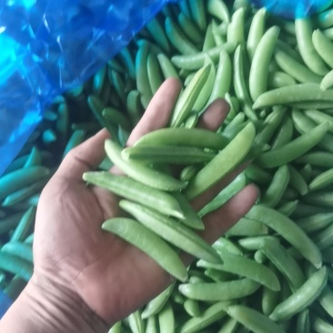 奇珍76甜脆甜豌豆