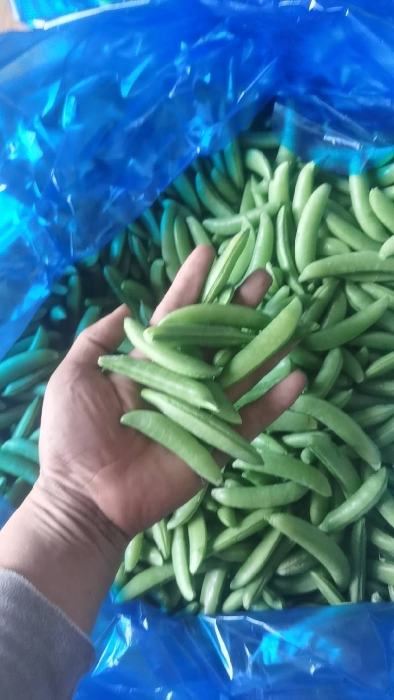 奇珍76甜脆甜豌豆