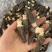 4到6羊肚菌，245一斤大货批发