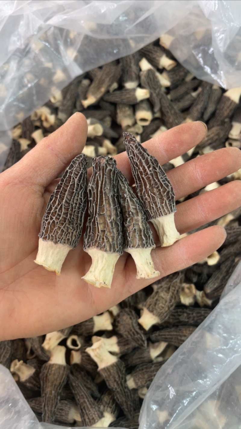 4到6羊肚菌，245一斤大货批发