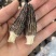 4到6羊肚菌，245一斤大货批发