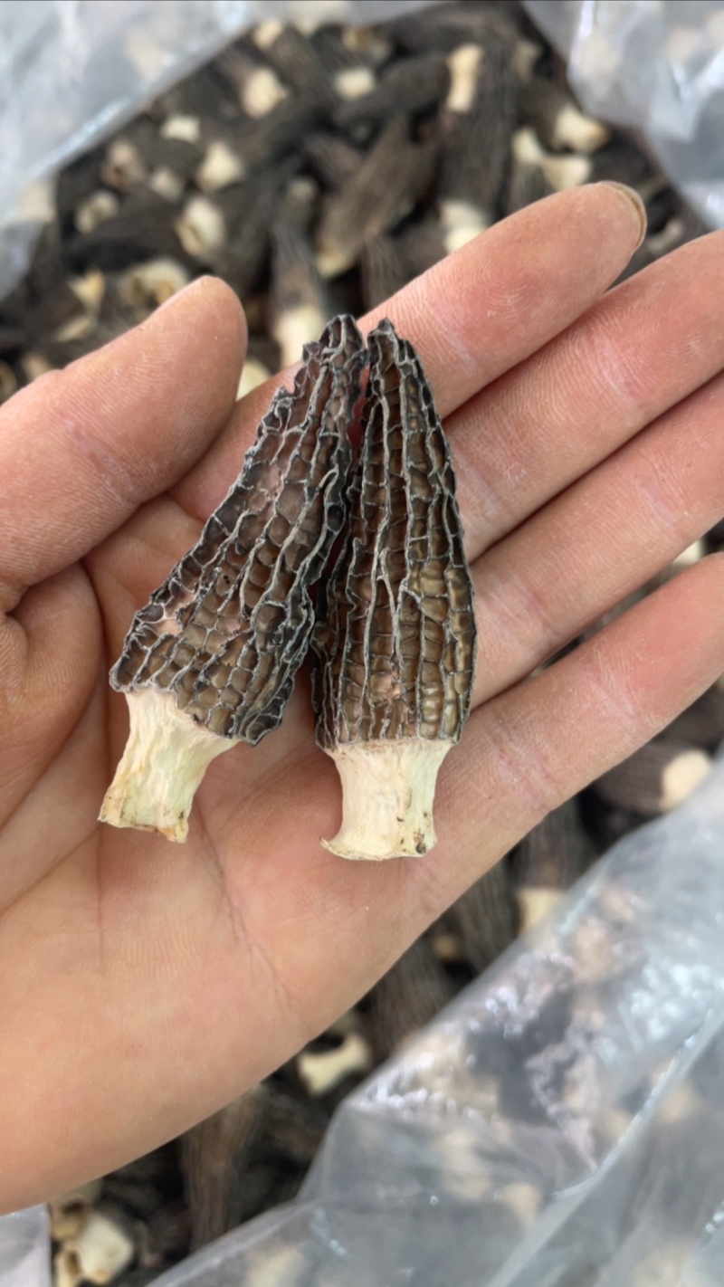 4到6羊肚菌，245一斤大货批发