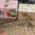 手撕小西瓜小糖丸西瓜町祺冰糖子2k红珍珠产地直发